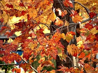 fall colors 1